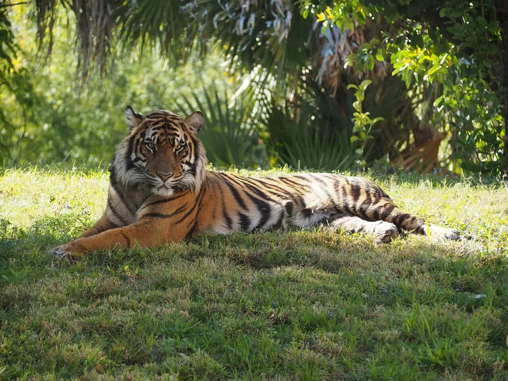 A tiger resting on the grass in the shade of palms in its habitat at Disney's Animal Kingdom