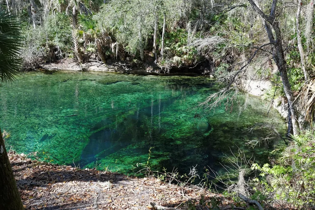 Clear blue-green spring pool framed by palms and oaks at Blue Spring State Park