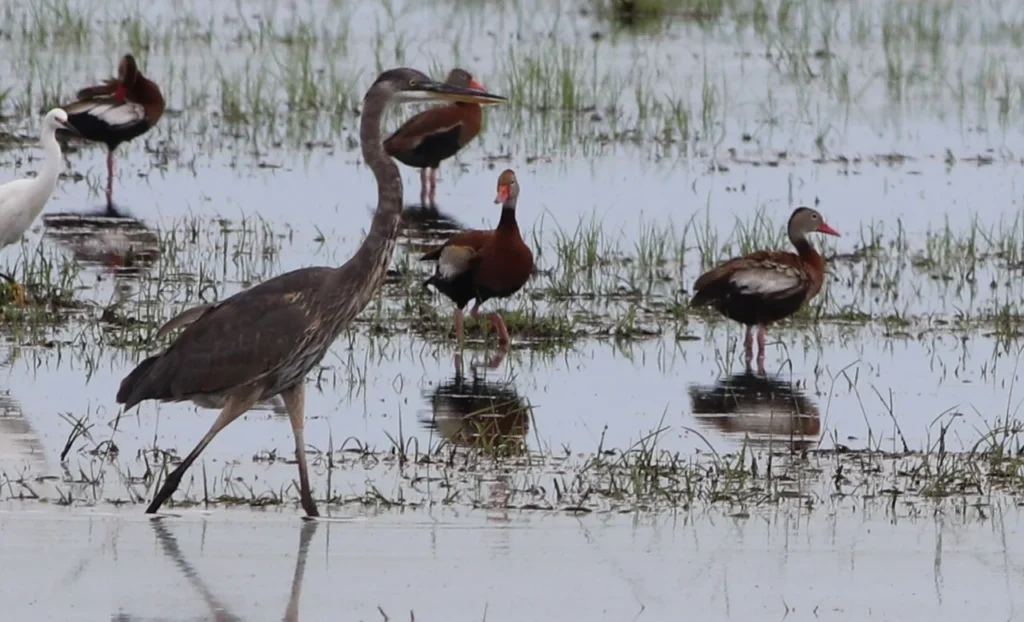 Great blue heron, snowy egret and black-bellied whistling ducks wading in a Lake Apopka marsh