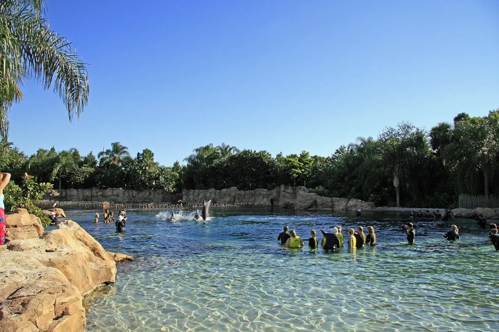 Guests in life vests standing in the Dolphin Lagoon as a dolphin leaps at Discovery Cove