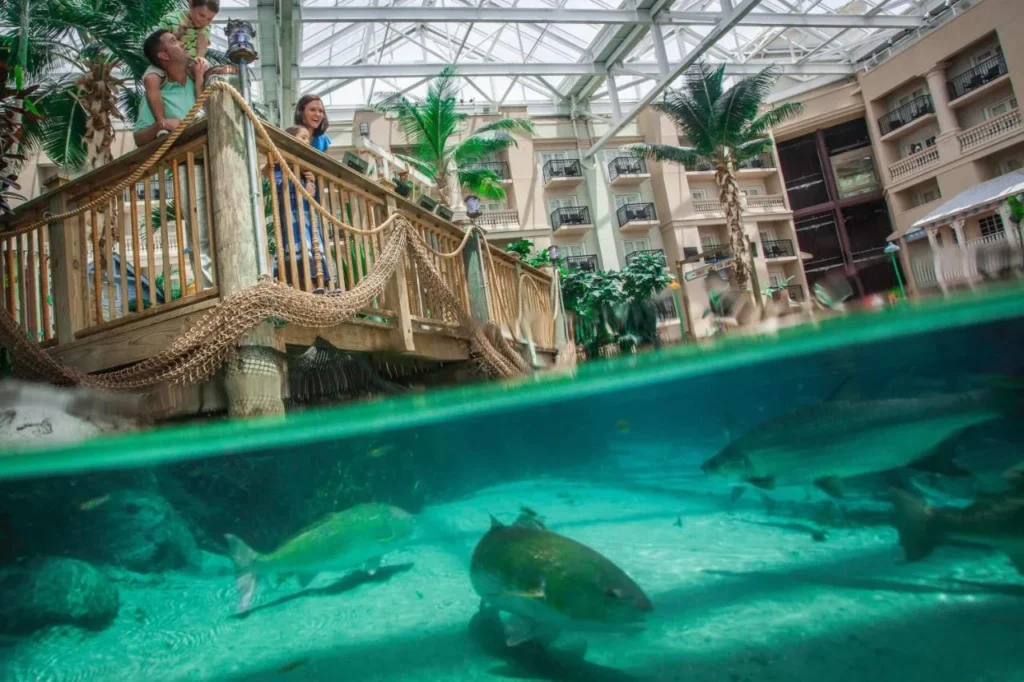 Peces grandes nadando debajo de una pasarela de cuerda en el atrio en Gaylord Palms Resort
