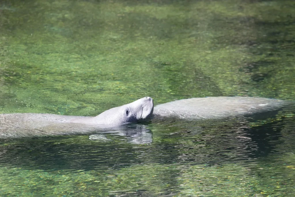 Manatee surfacing for air in the clear spring run at Blue Spring State Park