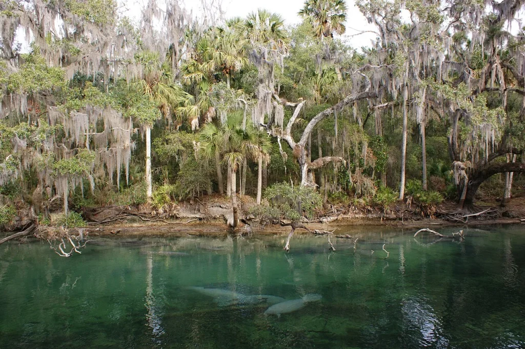 Manatees swimming in the clear green spring run at Blue Spring State Park under moss-draped trees