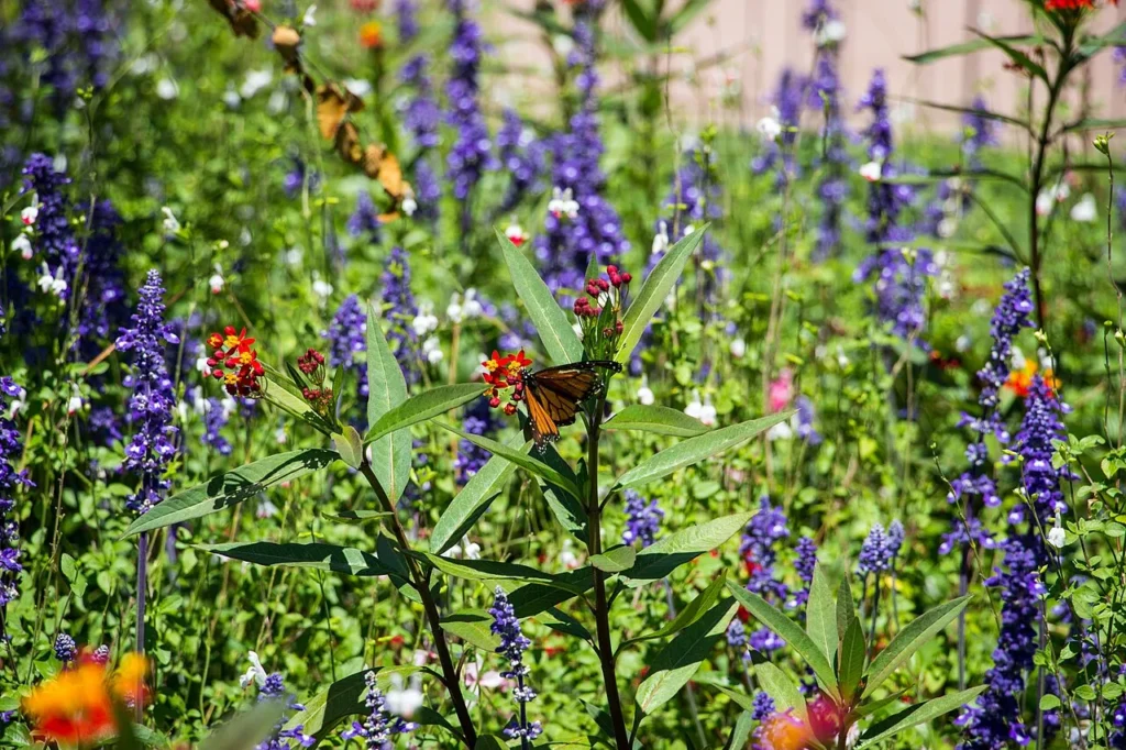 Orange butterfly on milkweed among purple flower spikes in an EPCOT Flower and Garden Festival garden