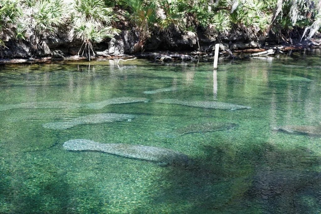 Several West Indian manatees resting in the clear spring run at Blue Spring State Park