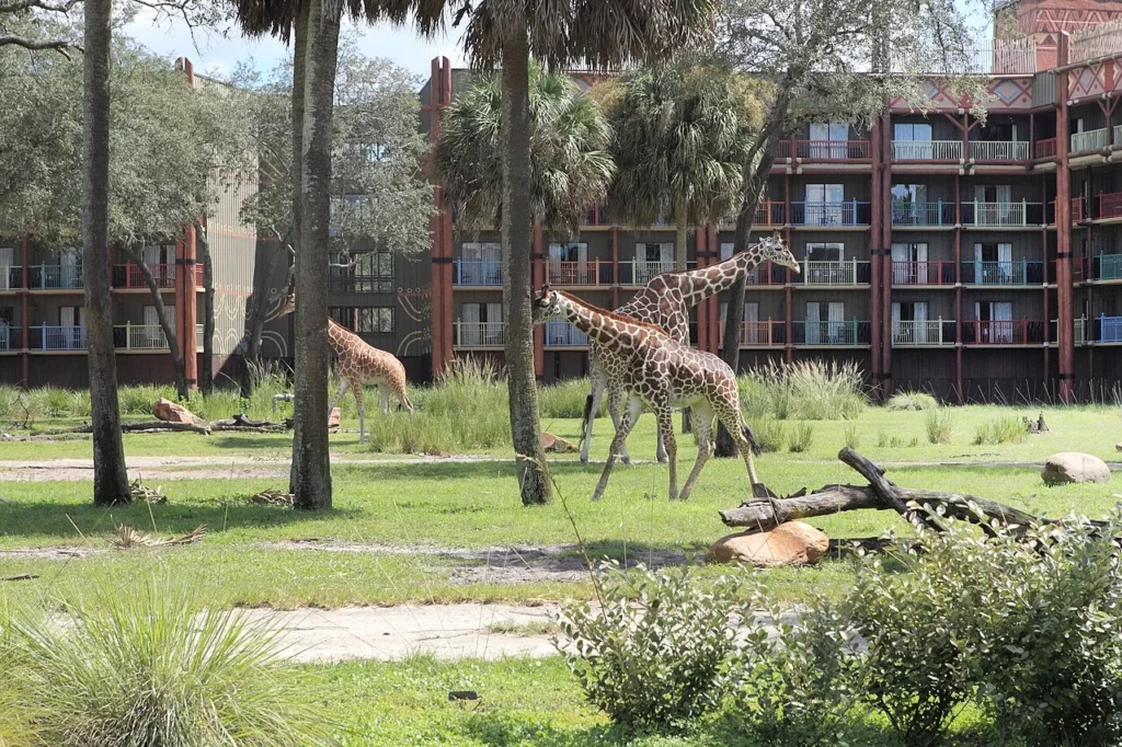Tres jirafas caminando en la sabana cubierta de hierba frente a Kidani Village, Disney's Animal Kingdom Lodge