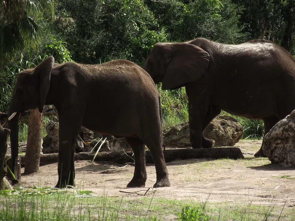 Two African elephants standing among rocks and trees seen from Kilimanjaro Safaris at Animal Kingdom
