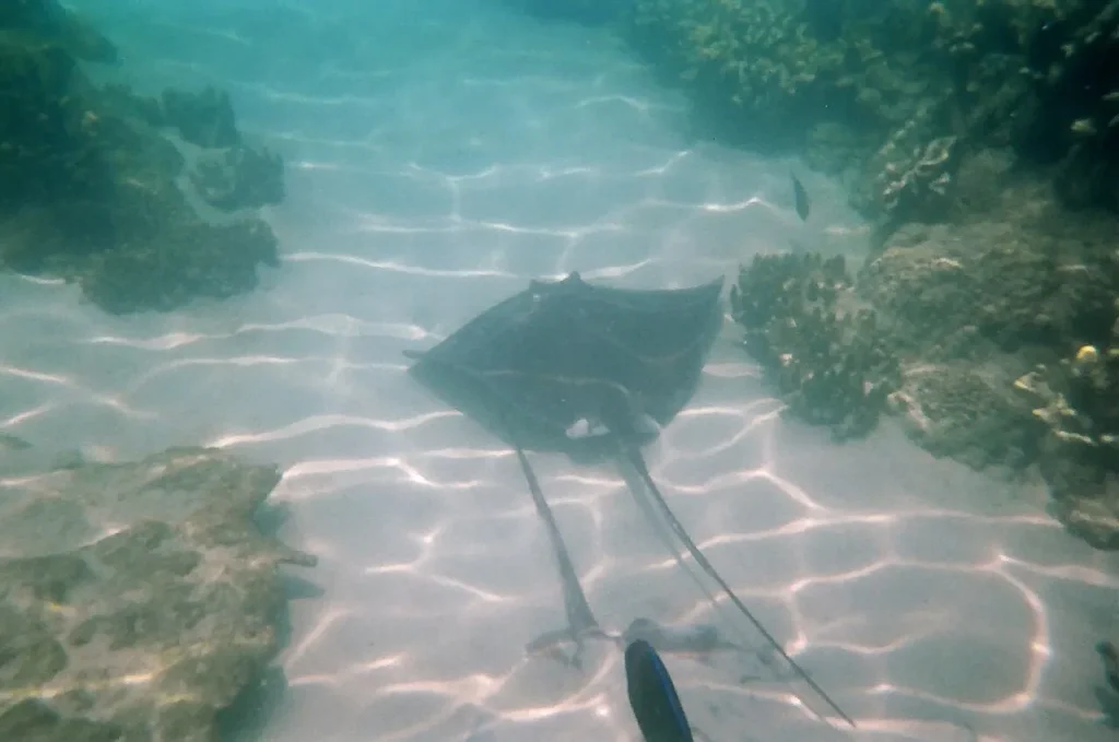 Underwater view of a ray gliding over sand and coral rock at Discovery Cove